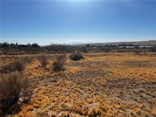 Oro Grande, CA 92368,0 Sunflower