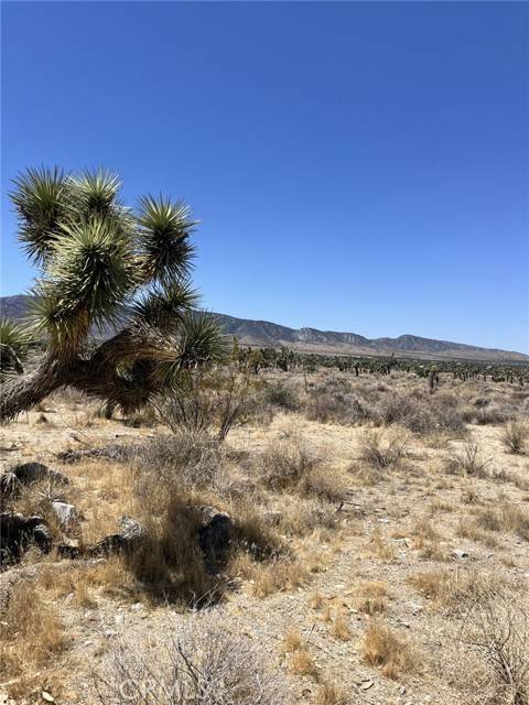 Pinon Hills, CA 92372,0 Pine Tree