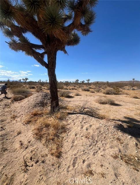 Joshua Tree, CA 92252,0 Campanula