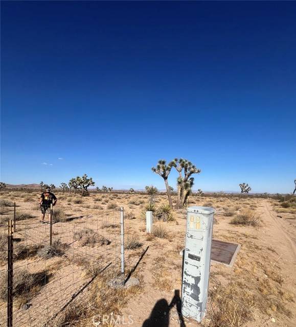 Joshua Tree, CA 92252,0 Campanula