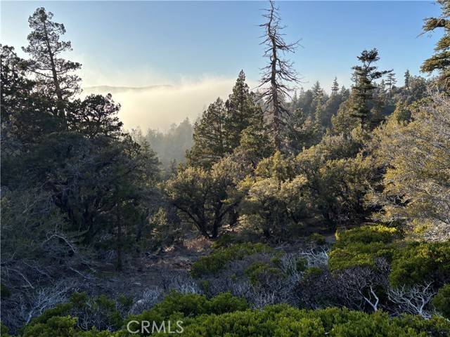 Angelus Oaks, CA 92305,0 Ironwood
