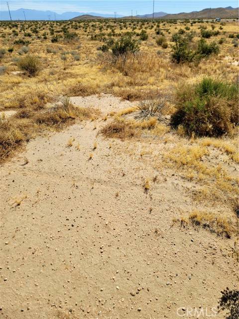 Adelanto, CA 92301,0 Blazing Star