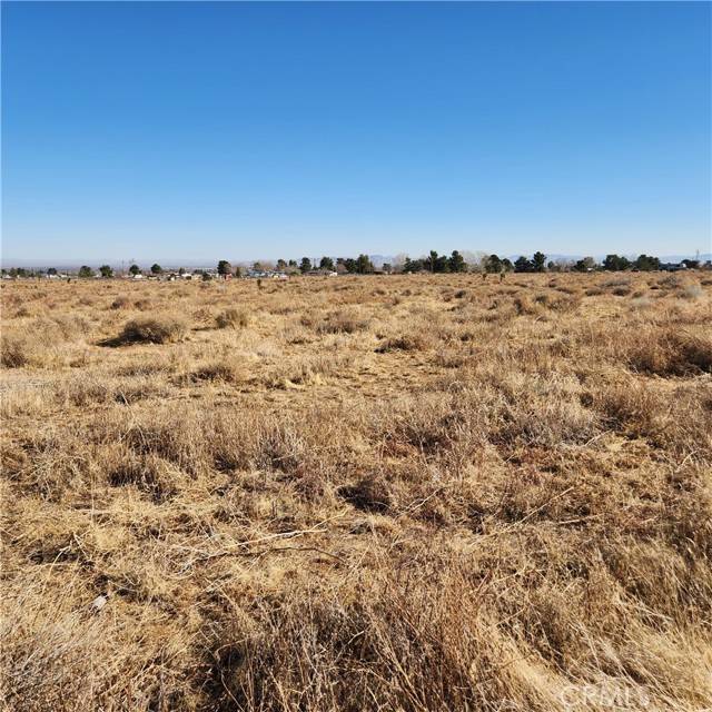 Phelan, CA 92371,0 Coyote