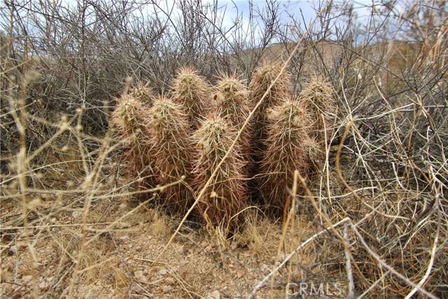 Morongo Valley, CA 92256,53052 Twentynine Palms