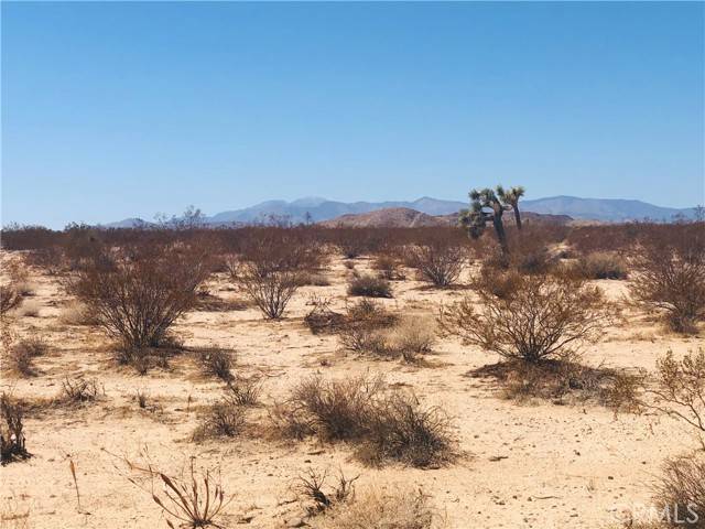 Joshua Tree, CA 92252,0 Desert Lily