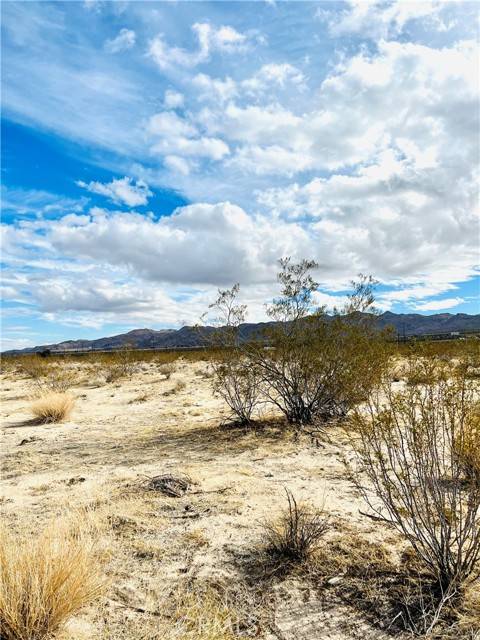 Joshua Tree, CA 92252,0 Chollita