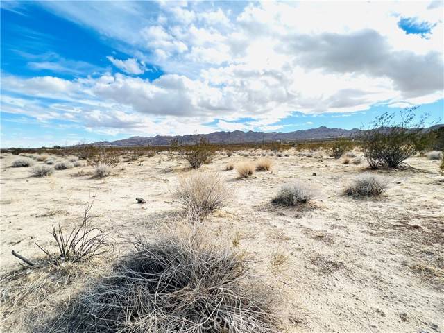 Joshua Tree, CA 92252,0 Chollita