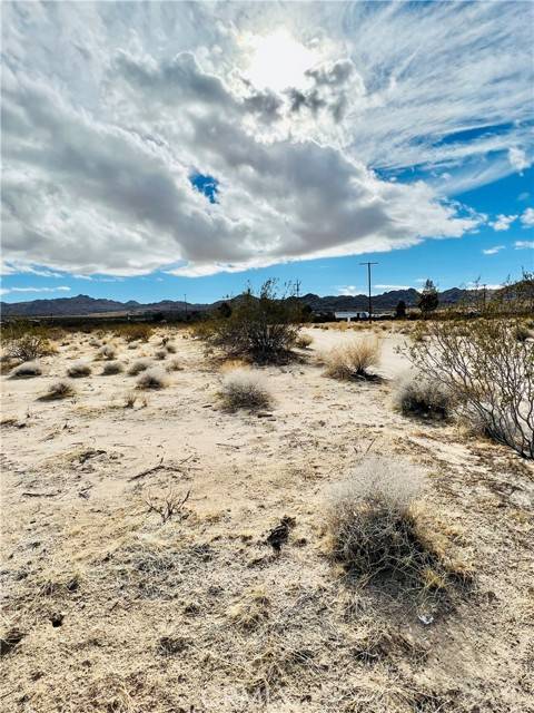 Joshua Tree, CA 92252,0 Chollita