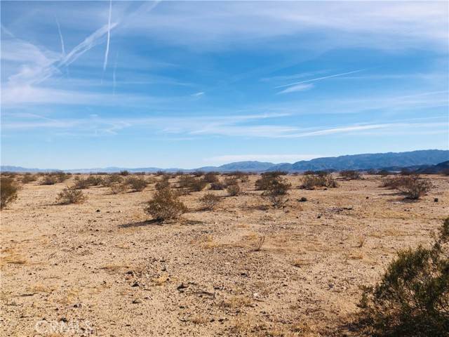 Joshua Tree, CA 92252,5 Desert Lily