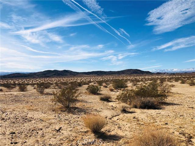 Joshua Tree, CA 92252,5 Desert Lily