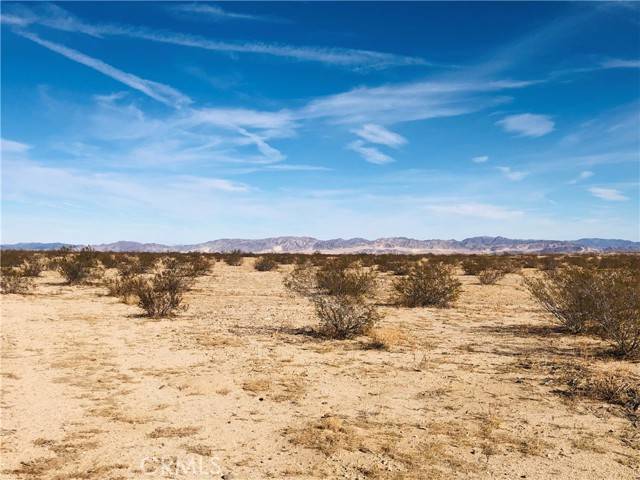 Joshua Tree, CA 92252,5 Desert Lily