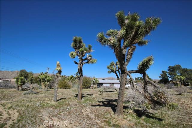 Yucca Valley, CA 92284,0 Condalia