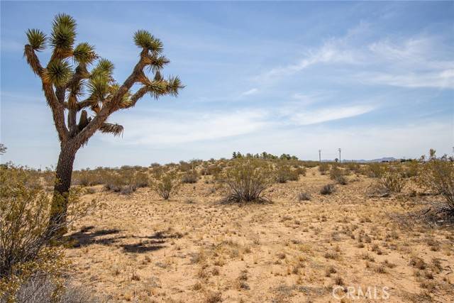 Joshua Tree, CA 92252,4444 Saddleback