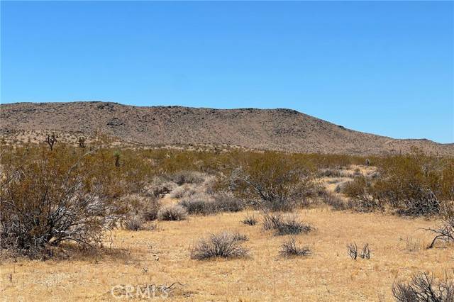 Joshua Tree, CA 92252,0 Willie