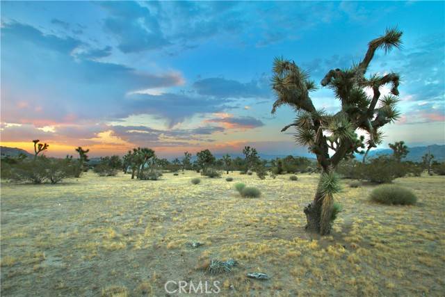 Yucca Valley, CA 92284,0 Forrest