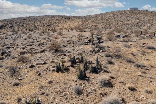 Yucca Valley, CA 92285,1000 Millie