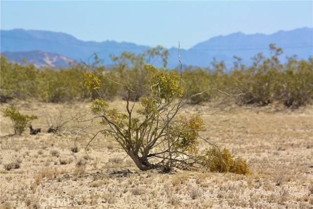 29 Palms, CA 92277,0 Desert Queen