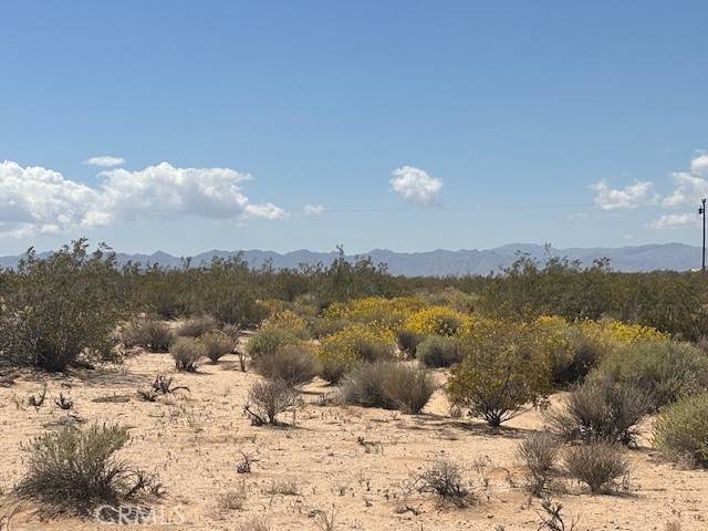 Joshua Tree, CA 92252,0 Daisy