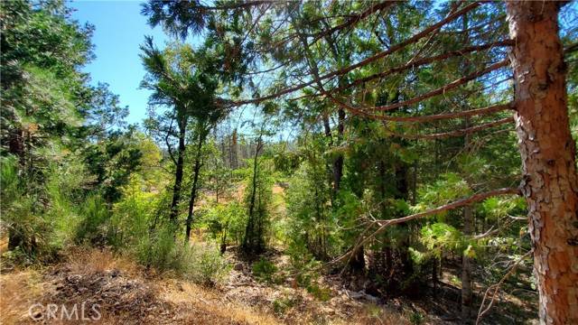Loch Lomond, CA 95461,12147 Western Pine