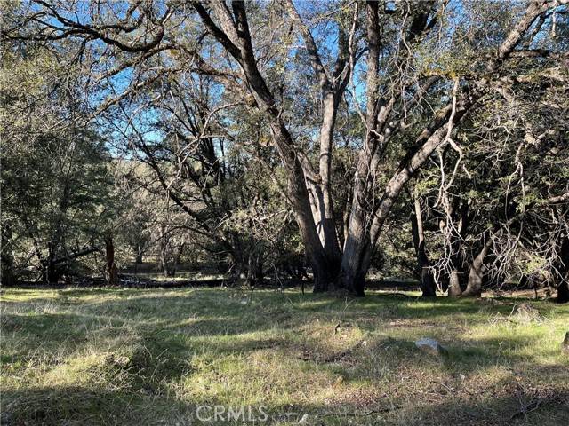 Mariposa, CA 95338,5 Shade Tree