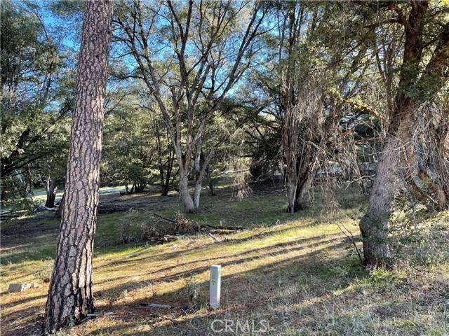 Mariposa, CA 95338,5 Shade Tree