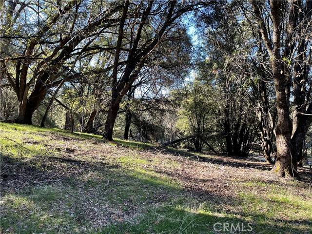 Mariposa, CA 95338,5 Shade Tree