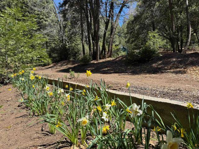 Palomar Mountain, CA 92060,22156 Crestline Road