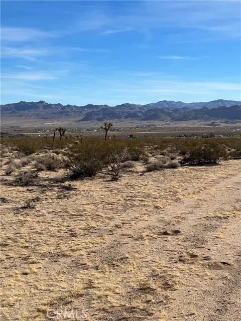 Joshua Tree, CA 92252,7 Bellflower