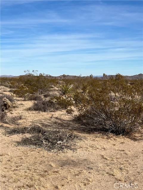 Joshua Tree, CA 92252,7 Bellflower