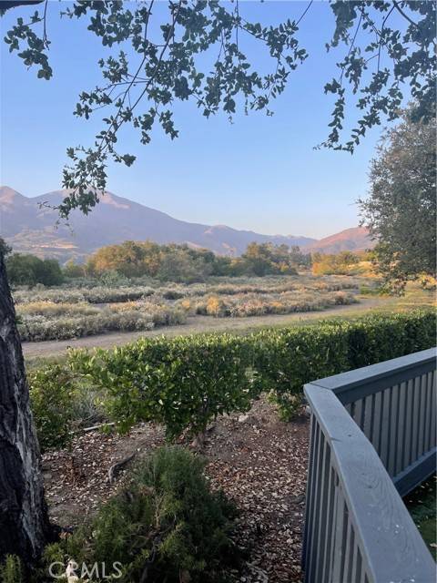 Rancho Santa Margarita, CA 92688,21 Lobelia