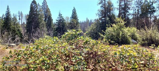 Berry Creek, CA 95916,0 Oak