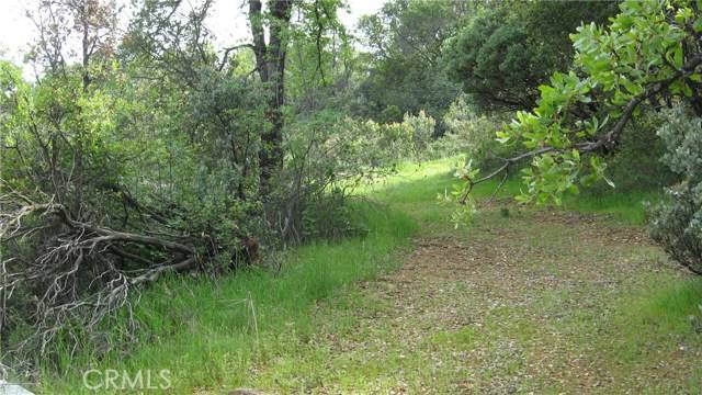 Berry Creek, CA 95972,0 sugar pine