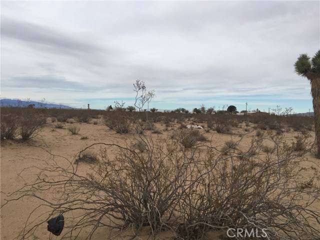 Adelanto, CA 92301,0 Cholla