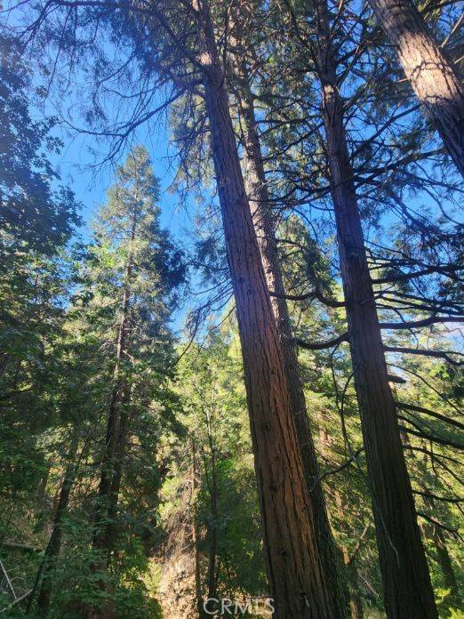 Cedarpines Park, CA 92322,0 Forest