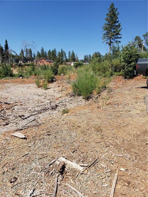 Paradise, CA 95969,1591 Grey Squirrel