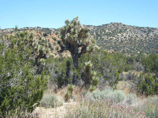 Juniper Hills, CA 93543,0 Vac/Devil S Punchbowl Rd/Vic 1