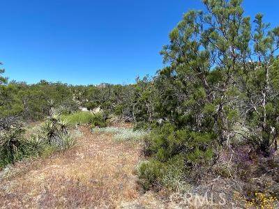 Anza, CA 92539,61700 Indian Paint Brush