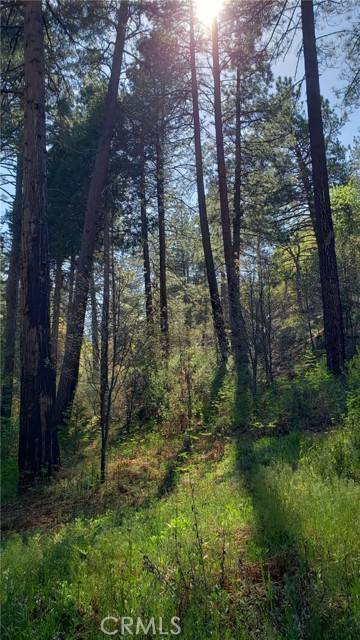 Cedar Glen, CA 92321,29531 Little Bear Creek