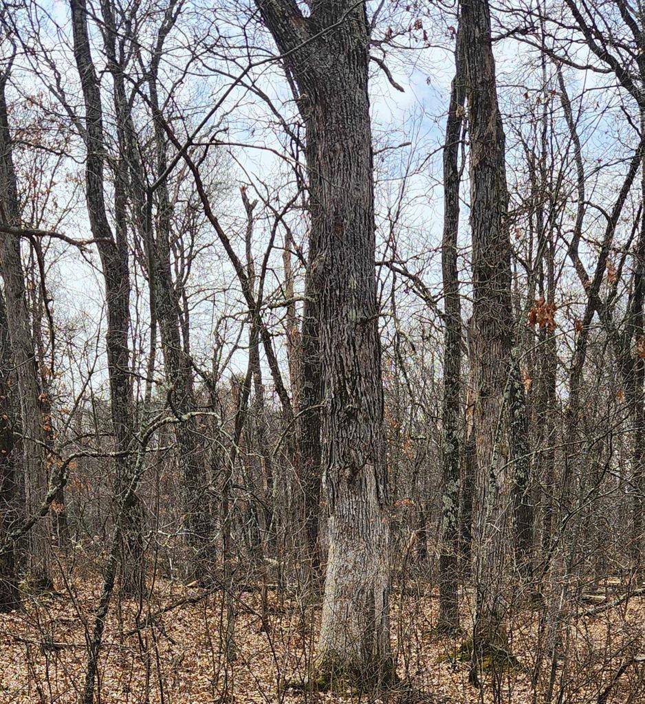 Nekoosa, WI 54457,1553 Kingswood Trail