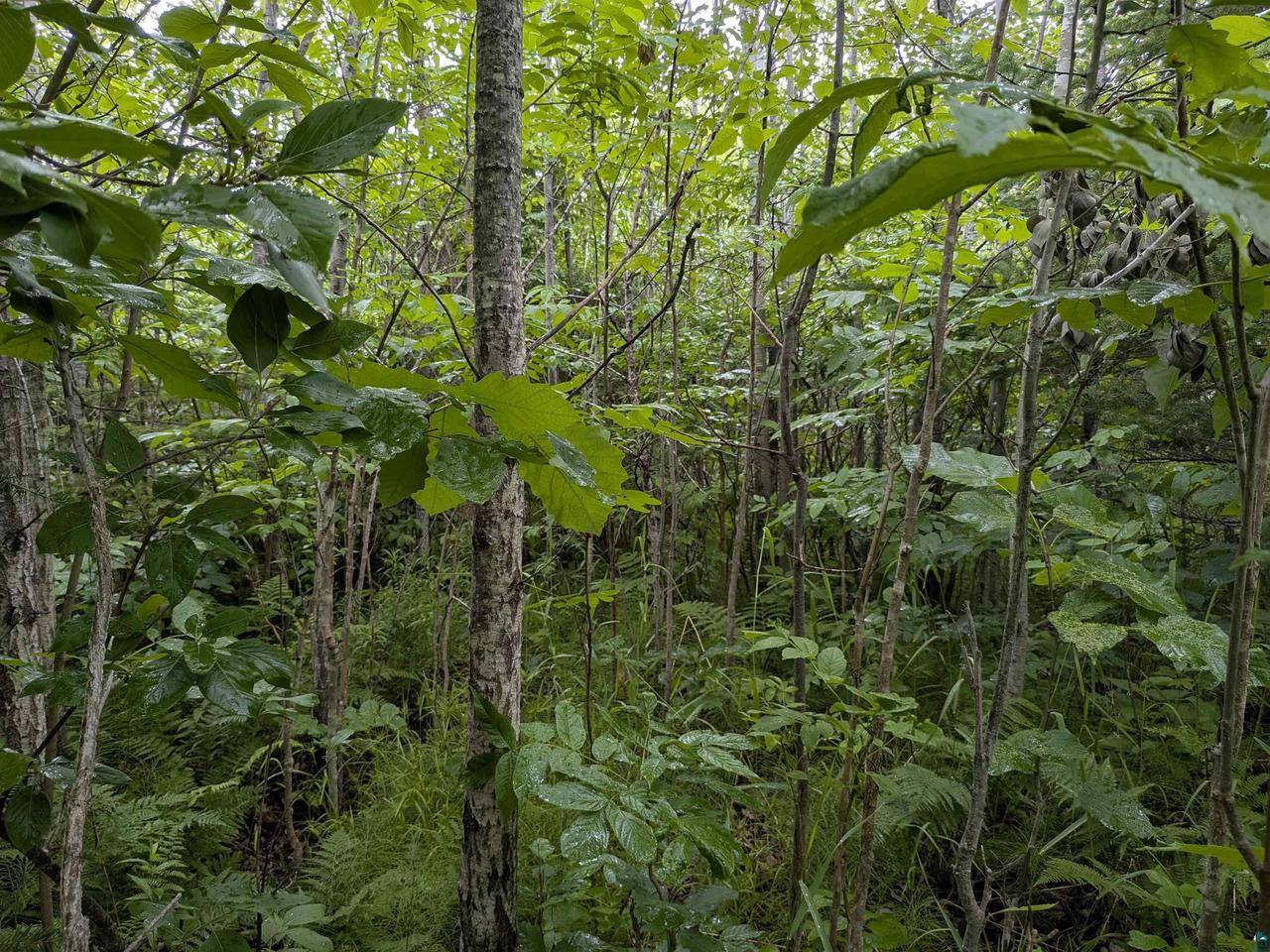 Brule, WI 54820,80 Acres on County Line Rd