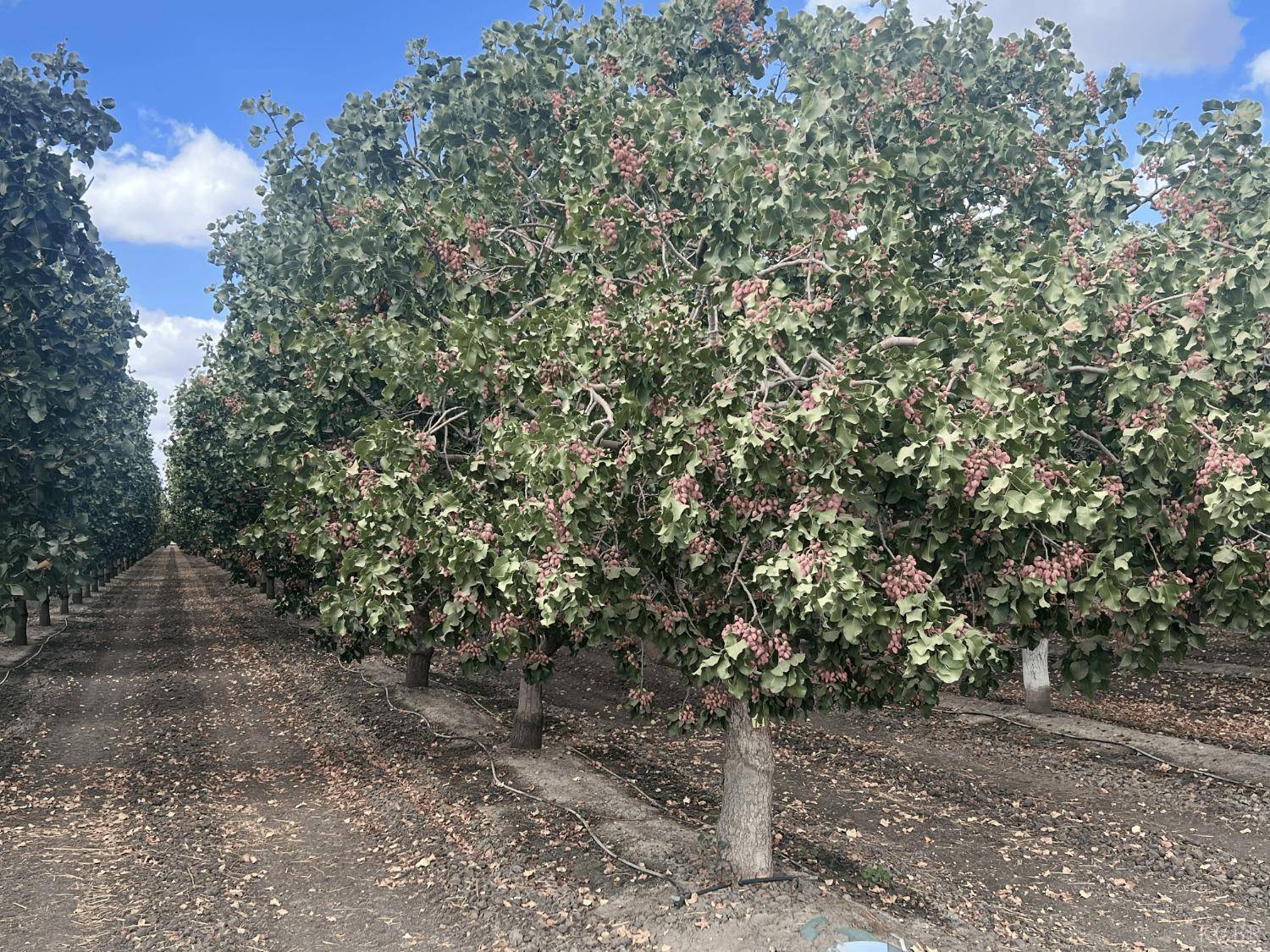 Hanford, CA 93230,0 - Idaho Ave