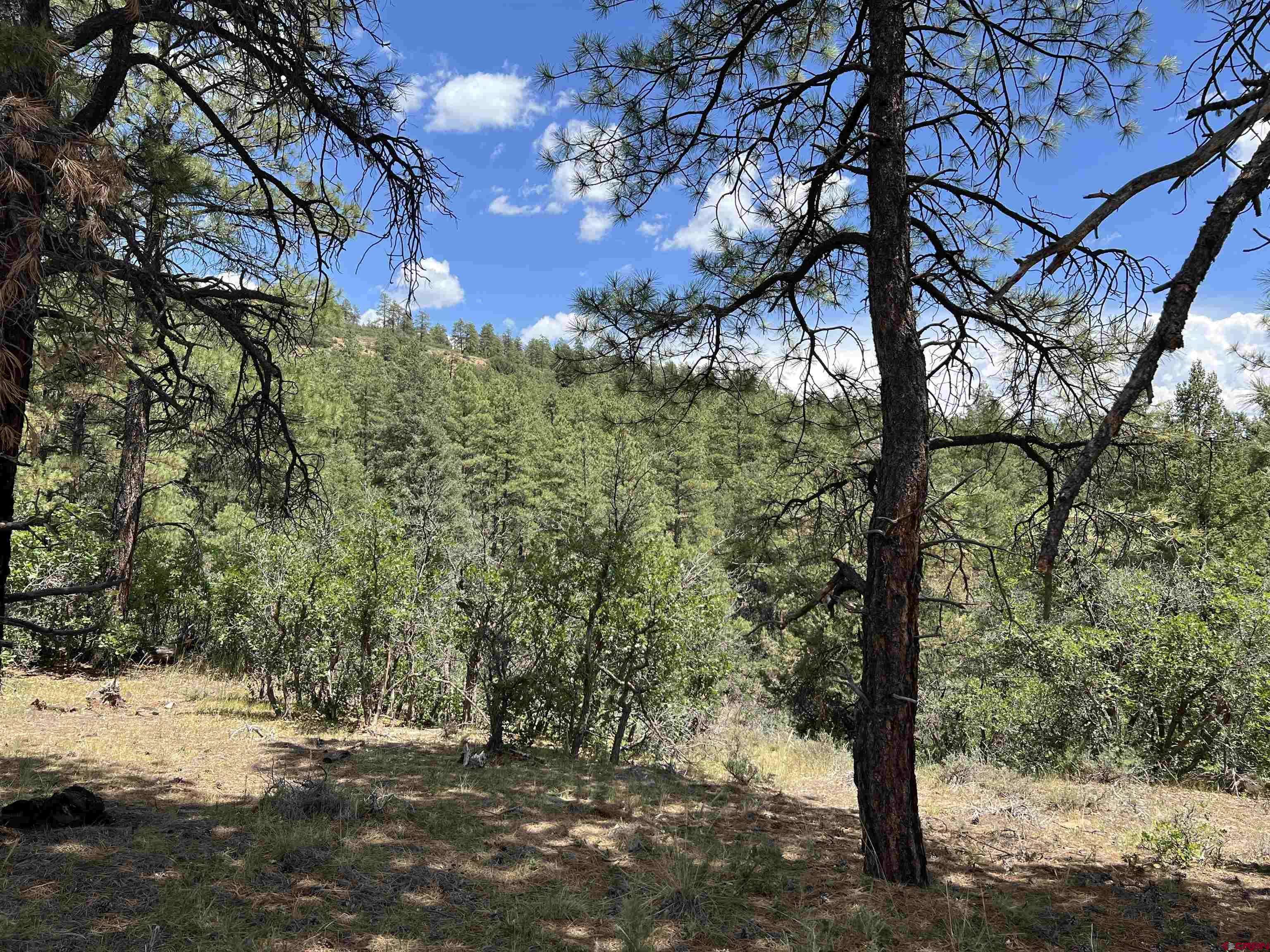 Pagosa Springs, CO 81147,737 Starling Circle