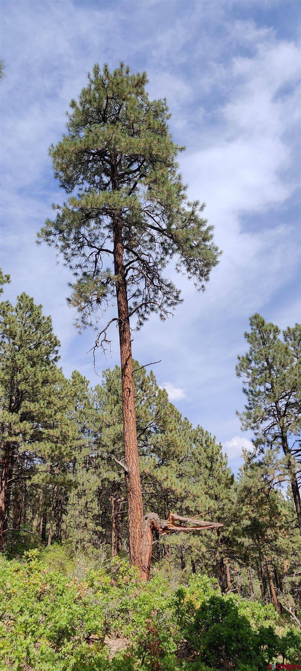 Bayfield, CO 81122,TBD Jackalope drive
