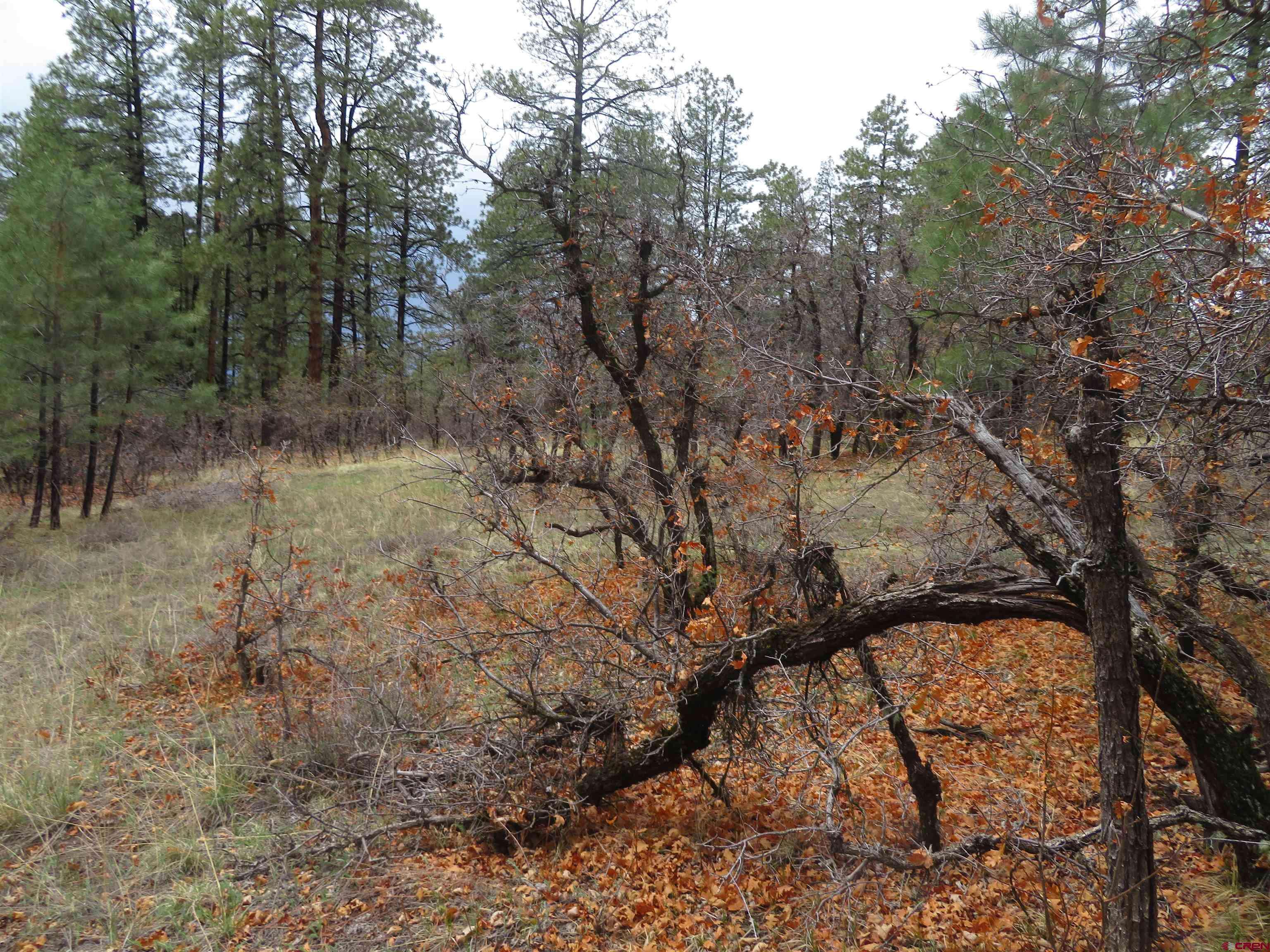 Pagosa Springs, CO 81147,90 Harry's Court