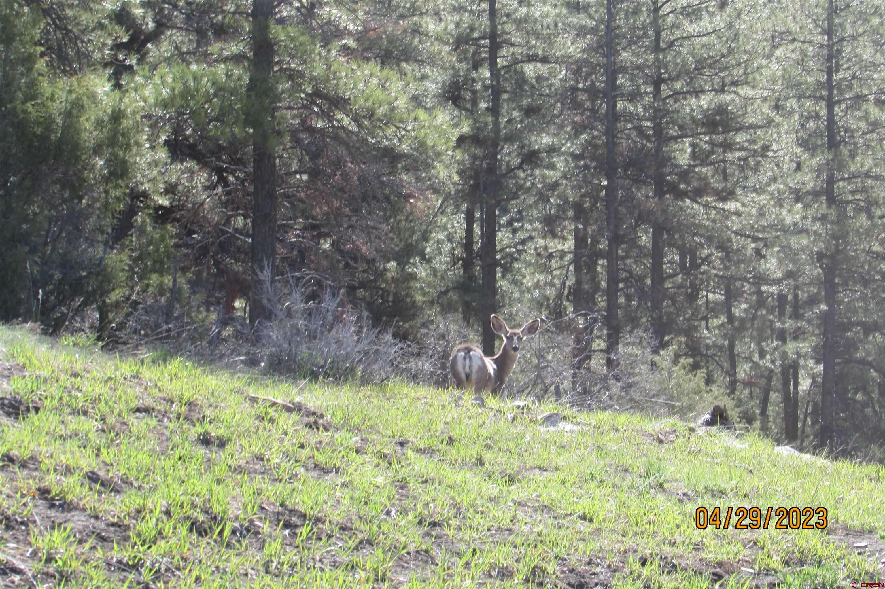 Pagosa Springs, CO 81147,881 Ironwood Drive