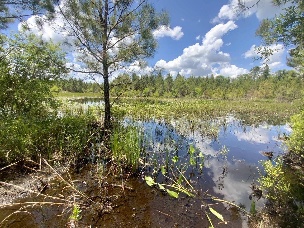 Madison County, FL 32340,Vacant SW Captain Brown Road