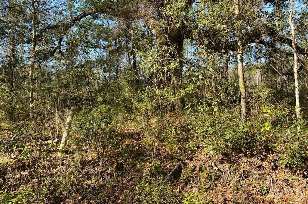 Havana, FL 32333,0000 COLLINS RD 1 Road