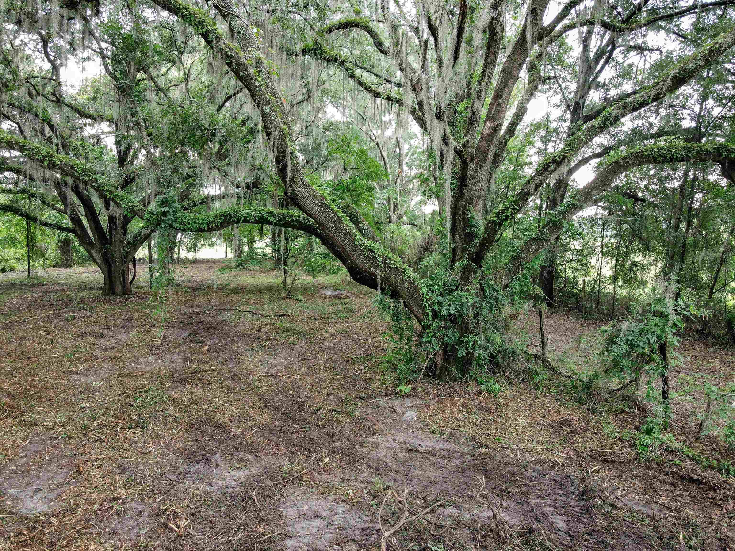 Pinetta (madison County), FL 32350,Vacant NE Thistle Avenue