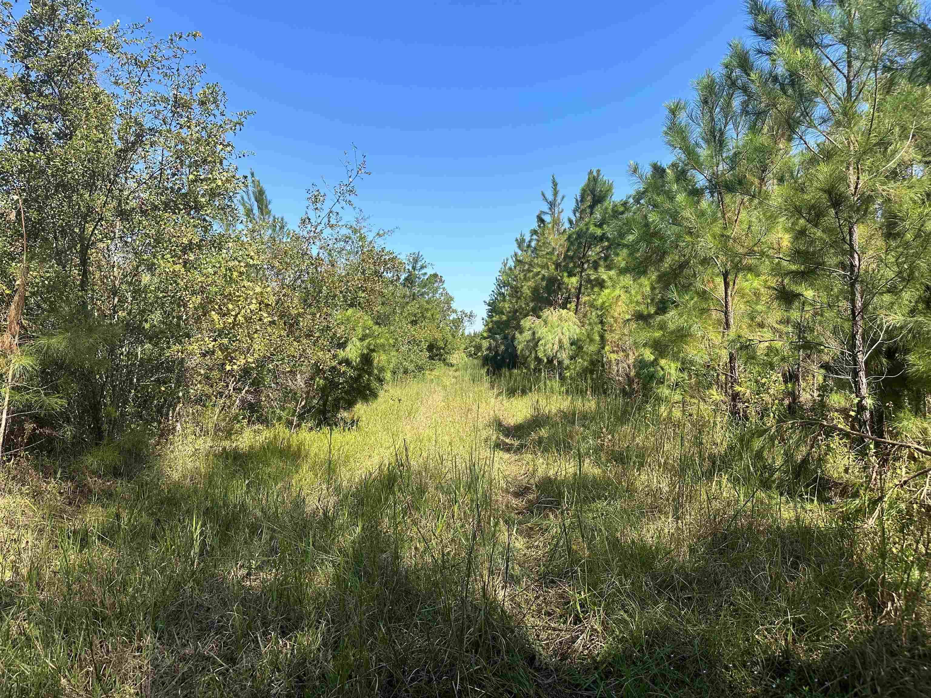 Madison, FL 32340,7112 SW CR 360