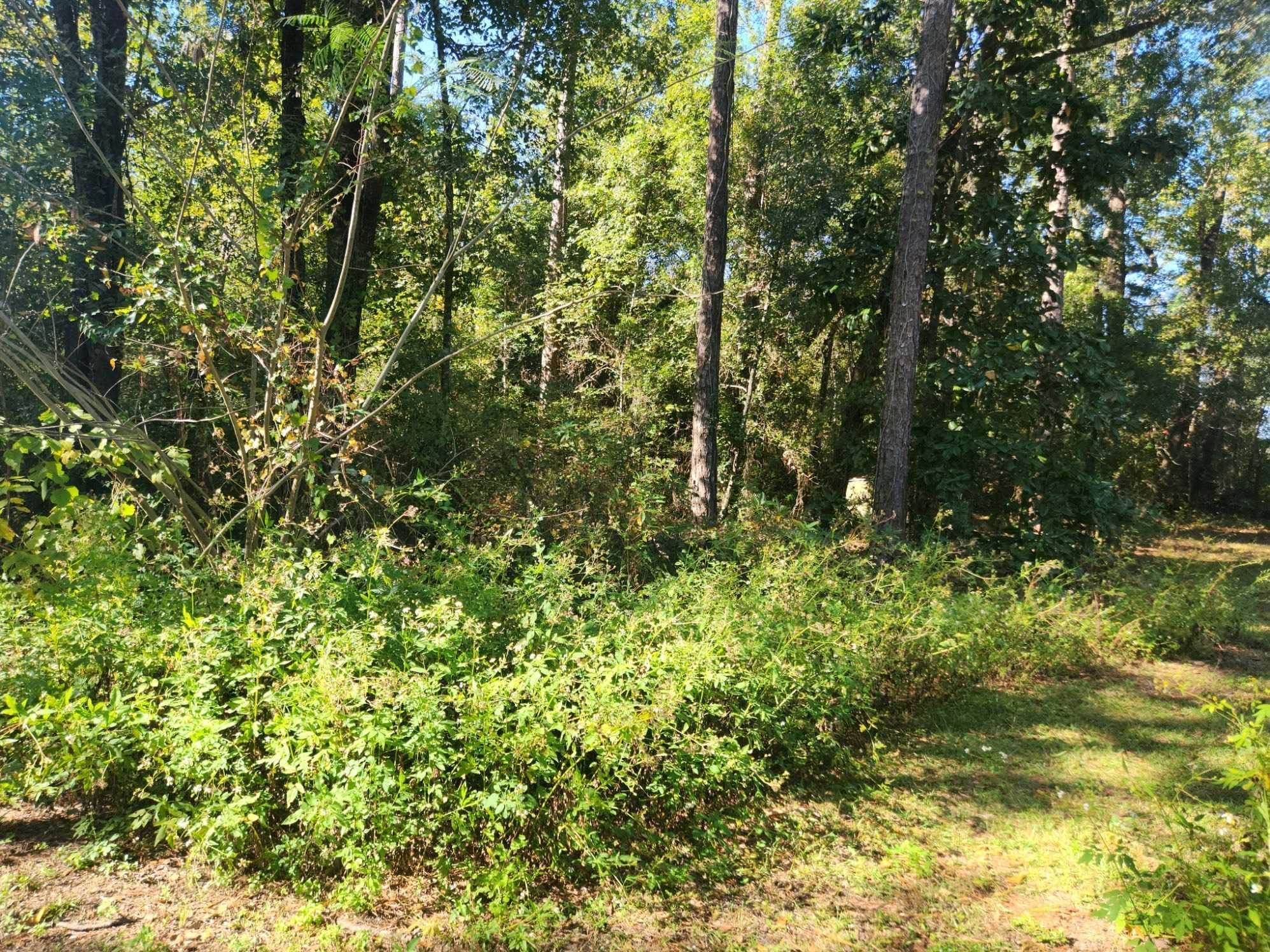Bristol, FL 32321,25337 SW Bear Street